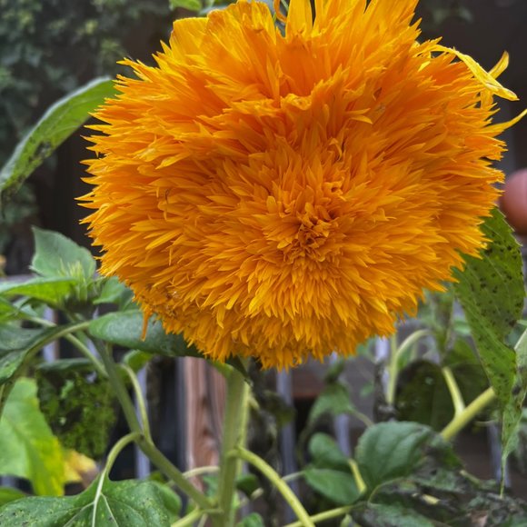 Meet your Posher, Gigi - Picture 7 of 12